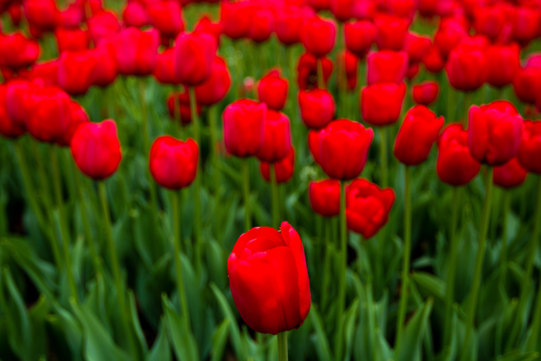 84th ANNUAL TULIP TIME